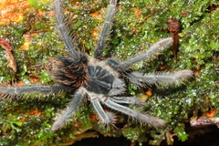 Megaphobema