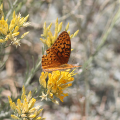 Speyeria coronis semiramis