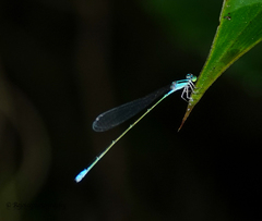 Aciagrion