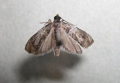 Olethreutes fasciatana