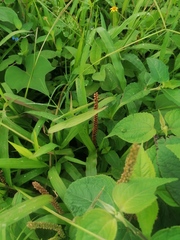 Acalypha monostachya