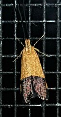 Crocanthes micradelpha
