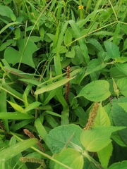 Acalypha monostachya