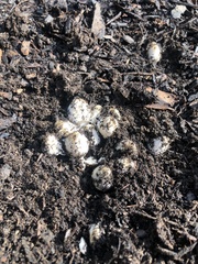 Coprinopsis annulopora