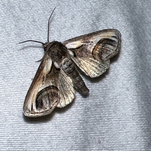 Eyed Paectes Moth photo 3