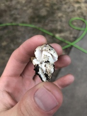 Coprinopsis annulopora