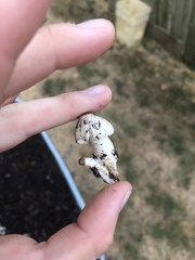 Coprinopsis annulopora