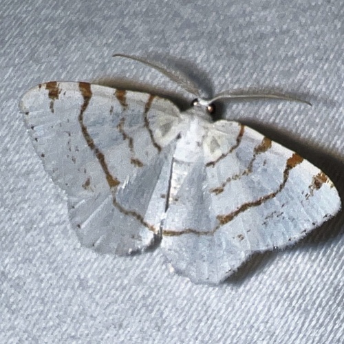 Lesser Maple Spanworm Moth photo 3