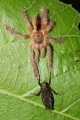 Avicularia hirschii