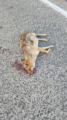 Canis aureus syriacus