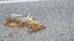 Canis aureus syriacus