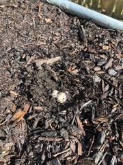 Coprinopsis annulopora