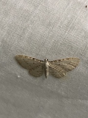 Eupithecia cretaceata