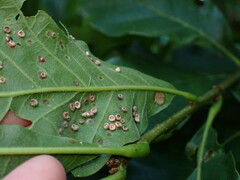 Neuroterus umbilicatus