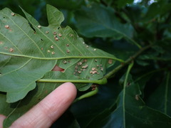 Neuroterus umbilicatus