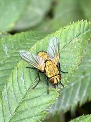 Eryciini