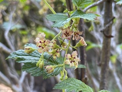Ribes acerifolium