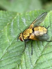 Eryciini