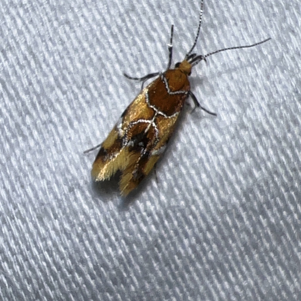 Orange-headed Callima Moth