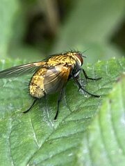 Eryciini