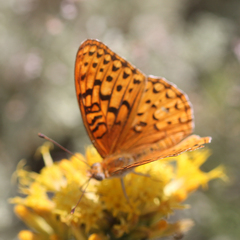 Speyeria coronis semiramis