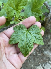 Ribes acerifolium
