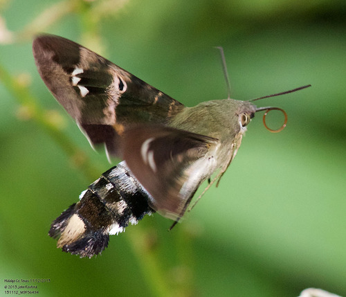 Clavipes Sphinx photo 2