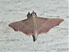 Endotricha approximalis