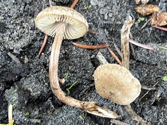 Inocybe flocculosa