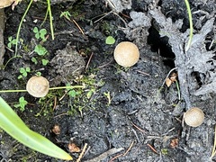 Inocybe flocculosa