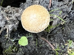 Inocybe flocculosa