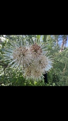 Cephalanthus salicifolius