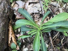 Silene virginica