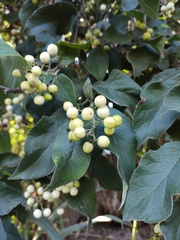 Ehretia latifolia