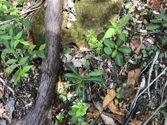 Silene virginica