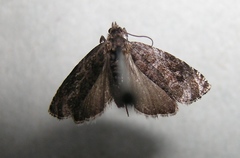 Olethreutes appendiceum