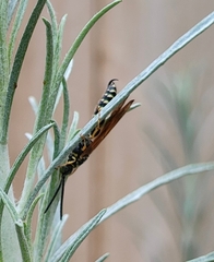 Myzinum quinquecinctum