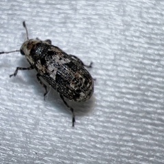 Euparius paganus