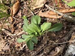 Silene virginica