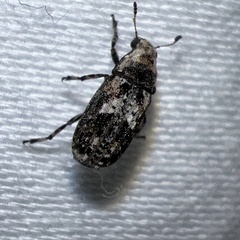 Euparius paganus