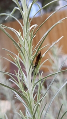 Myzinum quinquecinctum