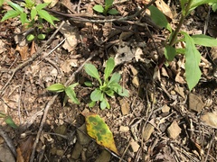 Silene virginica