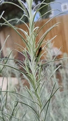 Myzinum quinquecinctum