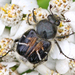 Bee-mimic Beetle - Photo (c) Denis Doucet, some rights reserved (CC BY-NC), uploaded by Denis Doucet