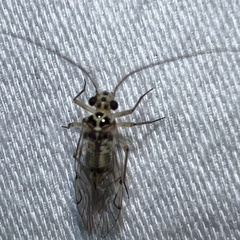 Teliapsocus