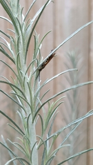 Myzinum quinquecinctum