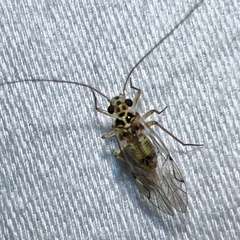 Teliapsocus
