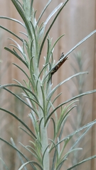 Myzinum quinquecinctum