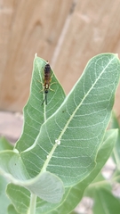 Myzinum quinquecinctum