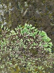 Plagiochasma rupestre